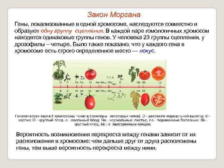      Закон Моргана Гены, локализованные в одной хромосоме, наследуются совместно