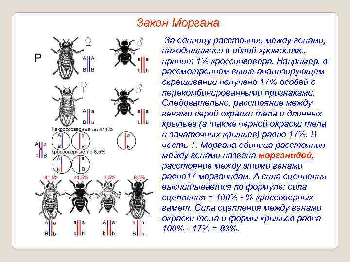 Закон Моргана За единицу расстояния между генами, находящимися в одной хромосоме, принят 1% кроссинговера.