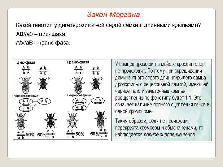     Закон Моргана Какой генотип у дигетерозиготной серой самки с длинными
