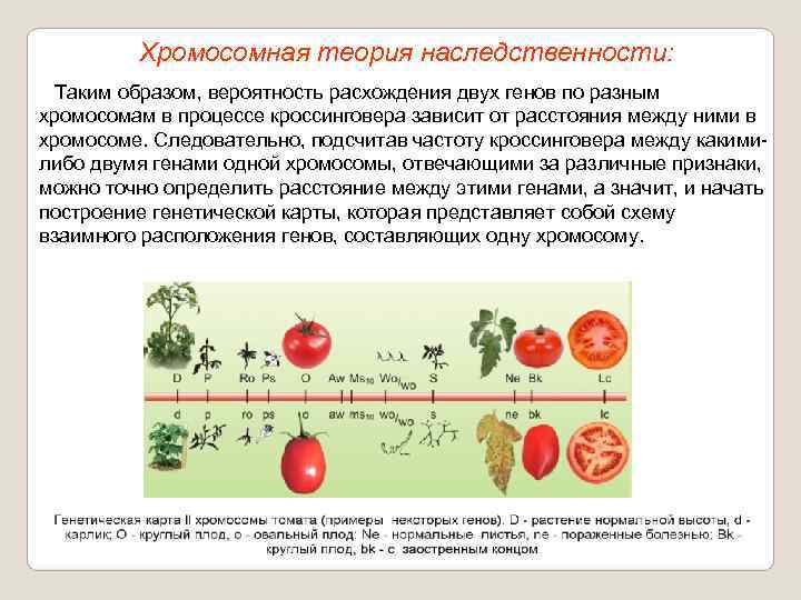    Хромосомная теория наследственности:  Таким образом, вероятность расхождения двух генов по