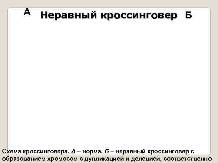  А Неравный кроссинговер Б Схема кроссинговера. А – норма, Б – неравный кроссинговер