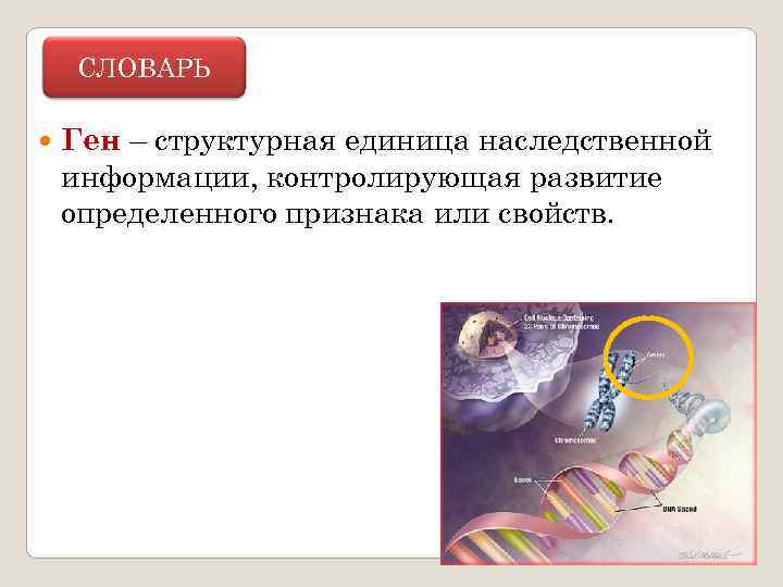   СЛОВАРЬ Ген – структурная единица наследственной информации, контролирующая развитие определенного признака или