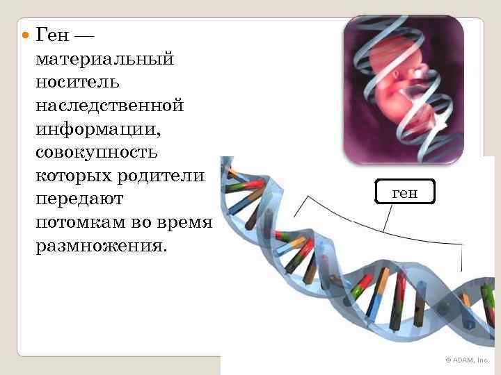   Ген — материальный носитель наследственной информации, совокупность которых родители передают  ген