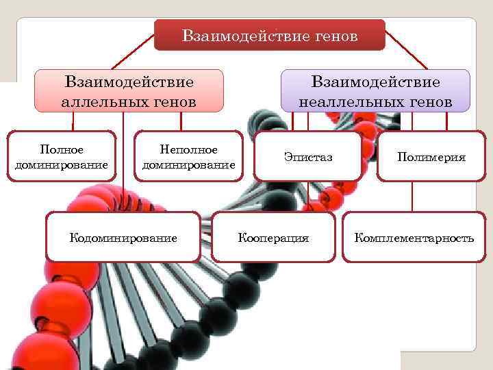      Взаимодействие генов  Взаимодействие  аллельных генов  