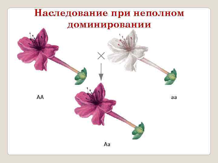 Наследование при неполном доминировании АА    аа    Аа 
