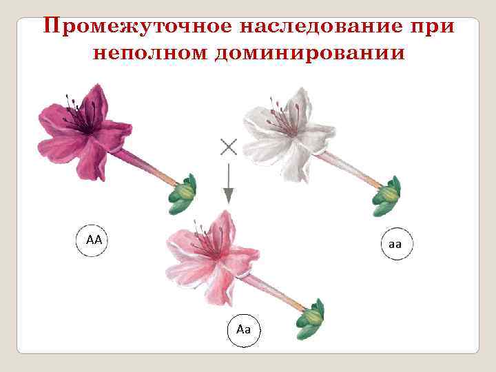 Промежуточное наследование презентация