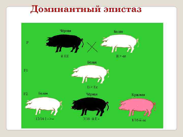 Доминантный эпистаз 