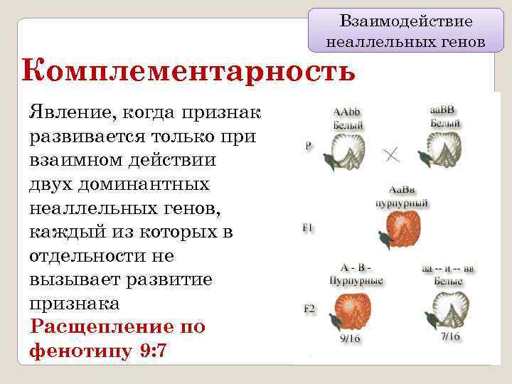      Взаимодействие     неаллельных генов Комплементарность Явление,