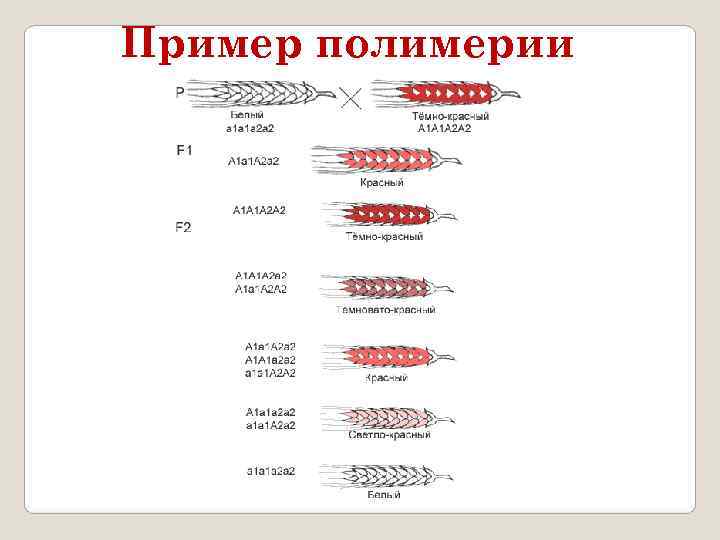 Пример полимерии 