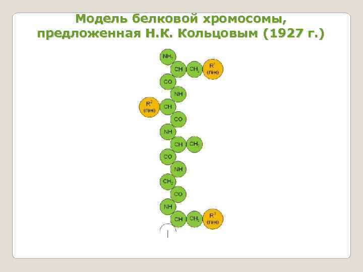  Модель белковой хромосомы,  предложенная Н. К. Кольцовым (1927 г. ) 