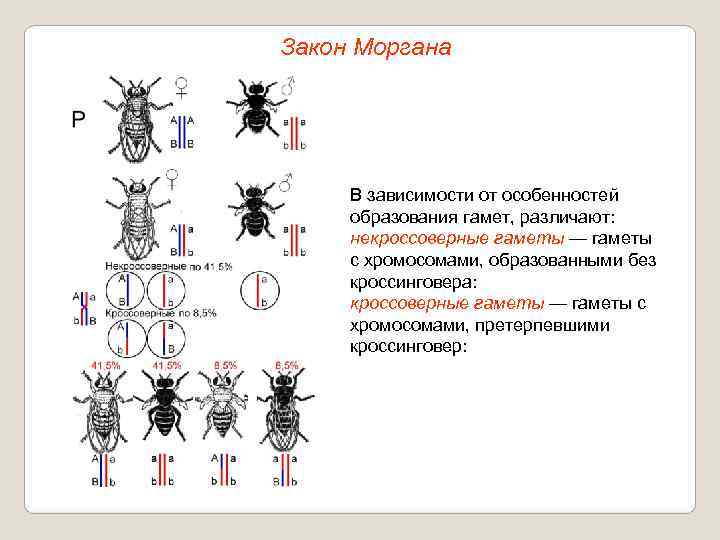 Закон Моргана   В зависимости от особенностей образования гамет, различают:  некроссоверные гаметы