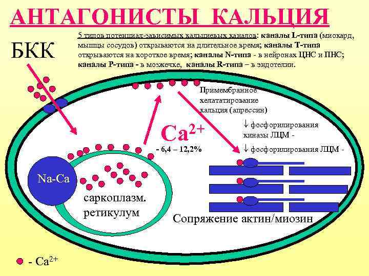 АНТАГОНИСТЫ КАЛЬЦИЯ  5 типов потенциал-зависимых кальциевых каналов: каналы L-типа (миокард,  БКК 