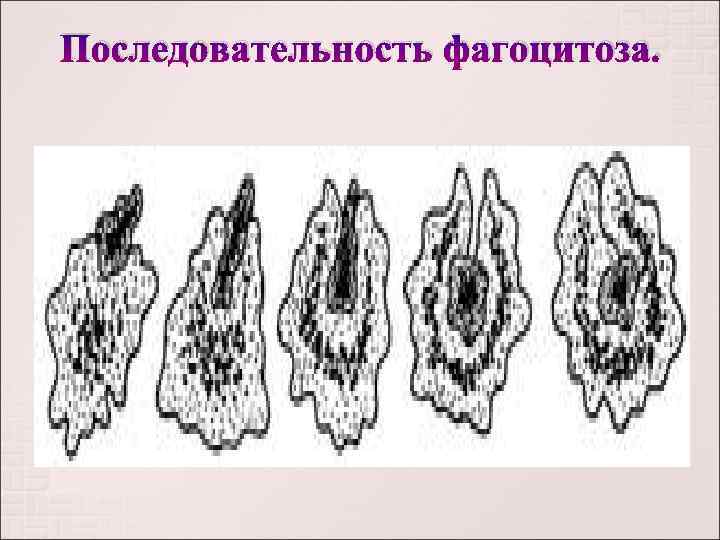 Последовательность фагоцитоза.  