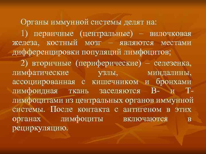  Органы иммунной системы делят на:  1) первичные (центральные) – вилочковая железа, костный