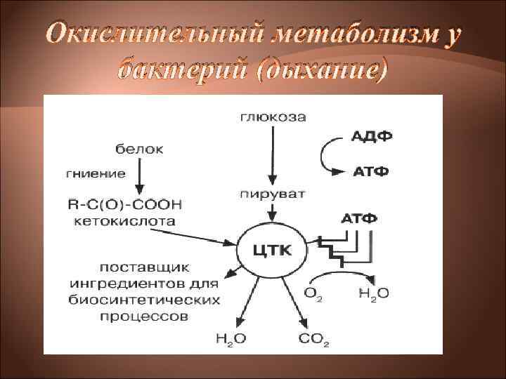 Окислительный метаболизм у бактерий (дыхание) Окислительный метаболизм у бактерий (дыхание)