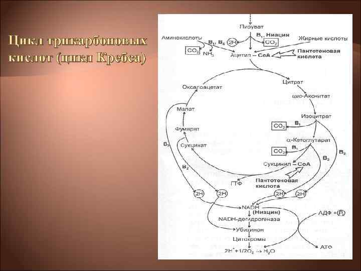 Цикл трикарбоновых кислот (цикл Кребса) Цикл трикарбоновых кислот (цикл Кребса)
