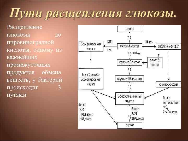 Пути расщепления глюкозы. Расщепление глюкозы до пировиноградной кислоты, одному из важнейших промежуточных Пути расщепления глюкозы. Расщепление глюкозы до пировиноградной кислоты, одному из важнейших промежуточных