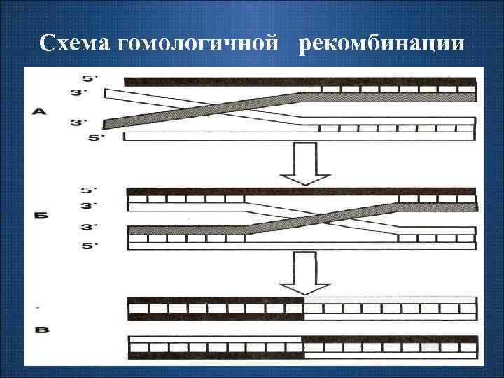 Схема гомологичной рекомбинации 