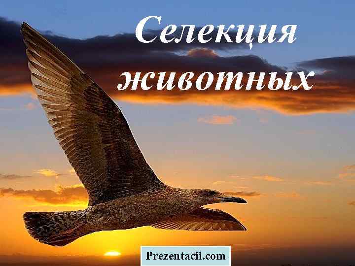Селекция животных Prezentacii. com 