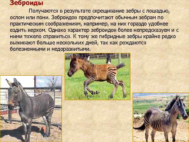 Зеброиды  Получаются в результате скрещивание зебры с лошадью, ослом или пони. Зеброидов предпочитают