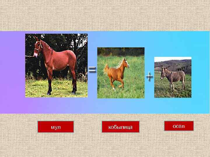 мул  кобылица  осел 