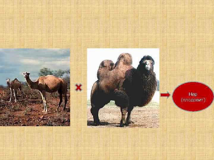   Нар (плодовит) 