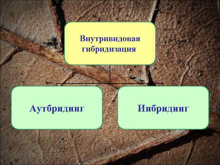    Внутривидовая   гибридизация Аутбридинг  Инбридинг 