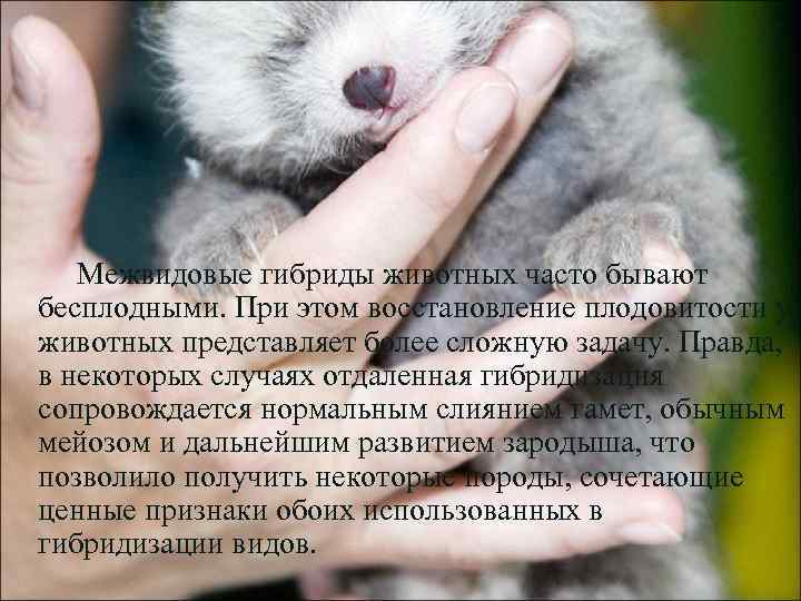   Межвидовые гибриды животных часто бывают бесплодными. При этом восстановление плодовитости у животных