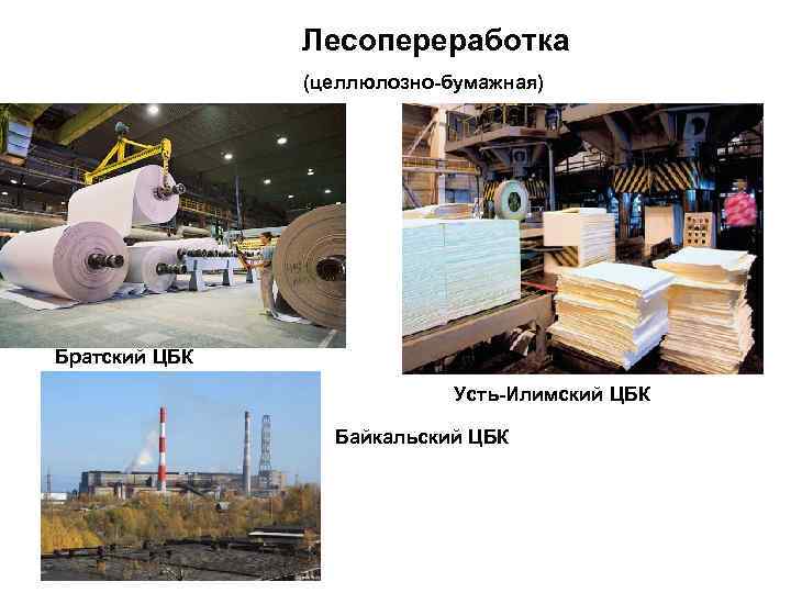     Лесопереработка    (целлюлозно бумажная) Братский ЦБК  