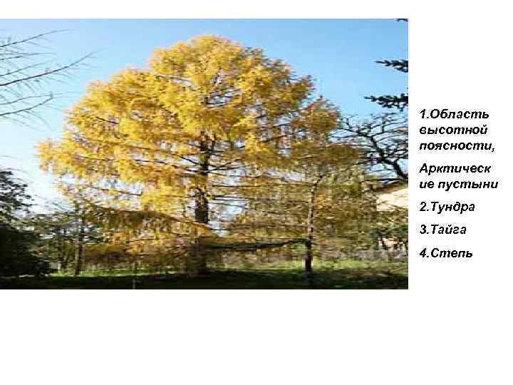 1. Область высотной поясности, Арктическ ие пустыни 2. Тундра 3. Тайга 4. Степь 