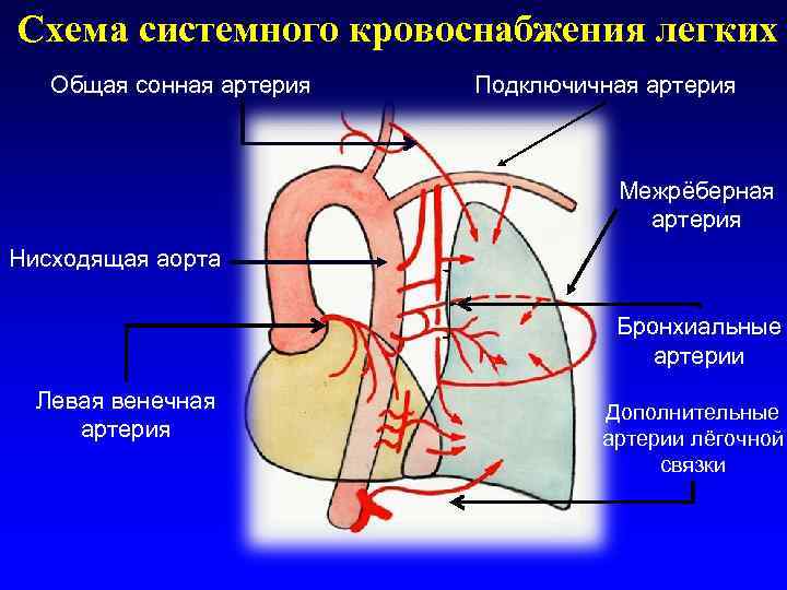 Схема системного кровоснабжения легких  Общая сонная артерия  Подключичная артерия   