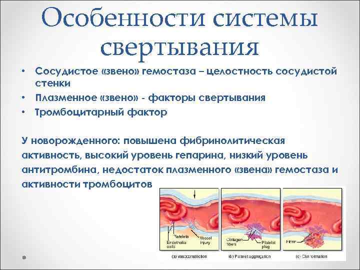   Особенности системы  свертывания • Сосудистое «звено» гемостаза – целостность сосудистой 