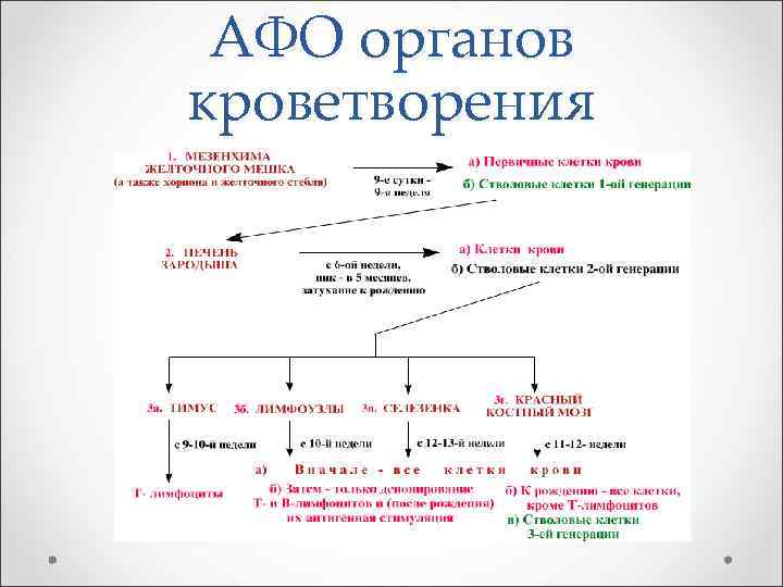  АФО органов кроветворения 