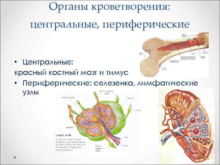   Органы кроветворения: центральные, периферические  • Центральные: красный костный мозг и тимус