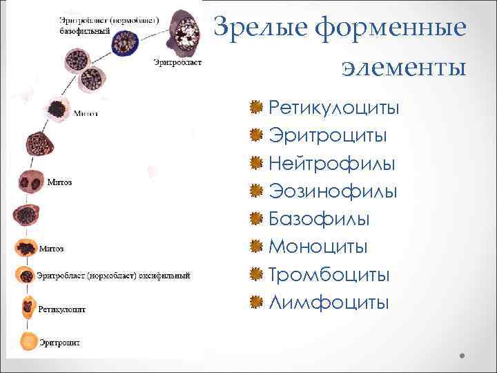 Зрелые форменные   элементы  Ретикулоциты  Эритроциты  Нейтрофилы  Эозинофилы 