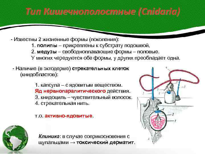  Тип Кишечнополостные (Cnidaria) - Известны 2 жизненные формы (поколения):   1. полипы