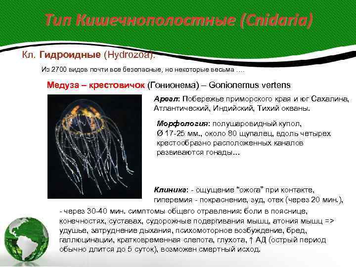   Тип Кишечнополостные (Cnidaria) Кл. Гидроидные (Hydrozoa). Из 2700 видов почти все безопасные,