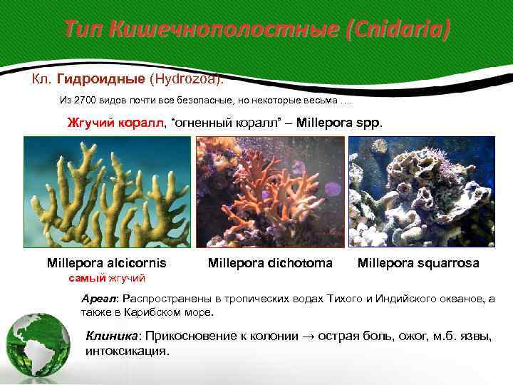   Тип Кишечнополостные (Cnidaria) Кл. Гидроидные (Hydrozoa).  Из 2700 видов почти все