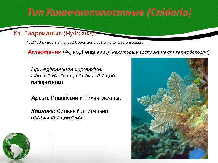  Тип Кишечнополостные (Cnidaria) Кл. Гидроидные (Hydrozoa). Из 2700 видов почти все безопасные,