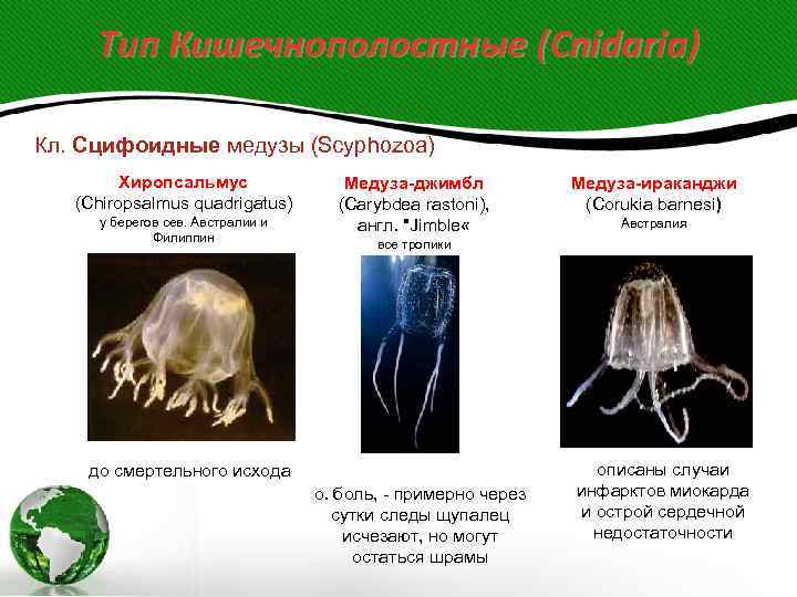  Тип Кишечнополостные (Cnidaria) Кл. Сцифоидные медузы (Scyphozoa)  Хиропсальмус   Медуза-джимбл 