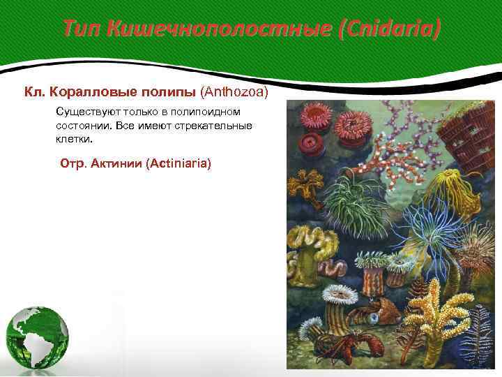   Тип Кишечнополостные (Cnidaria) Кл. Коралловые полипы (Anthozoa) Существуют только в полипоидном состоянии.
