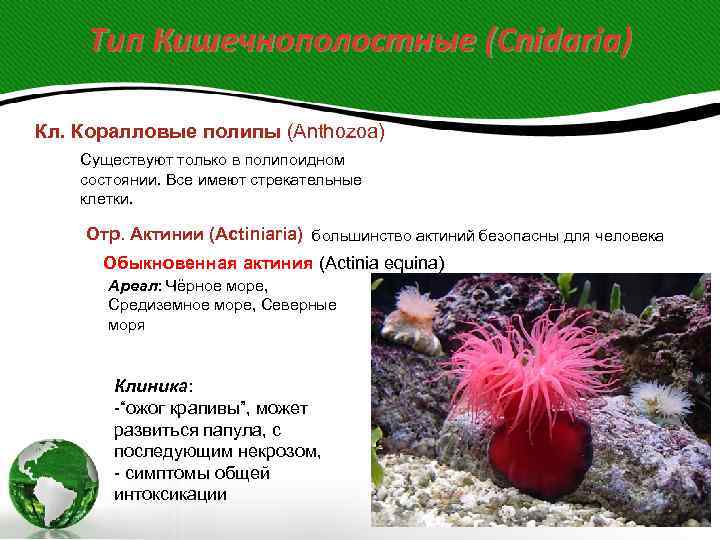   Тип Кишечнополостные (Cnidaria) Кл. Коралловые полипы (Anthozoa) Существуют только в полипоидном состоянии.