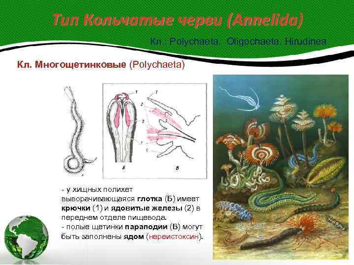  Тип Кольчатые черви (Annelida)      Кл. : Polychaeta. 