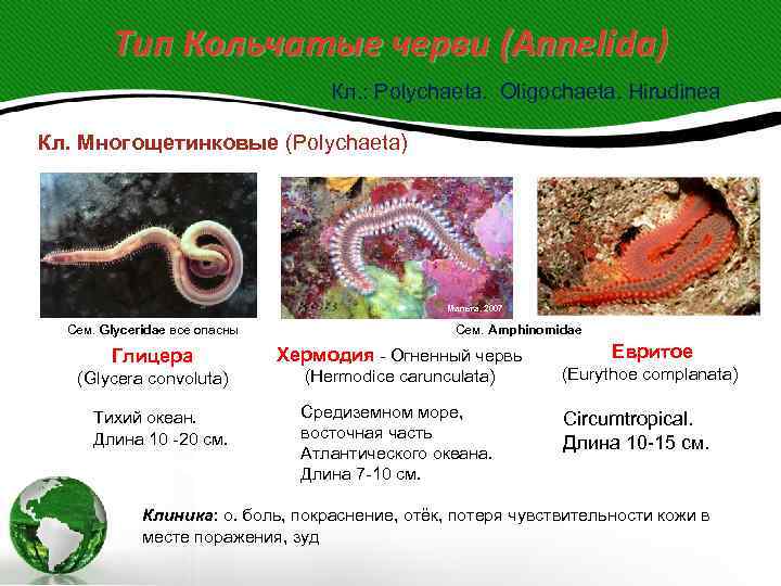   Тип Кольчатые черви (Annelida)       Кл. :