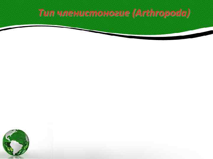 Тип членистоногие (Arthropoda) 