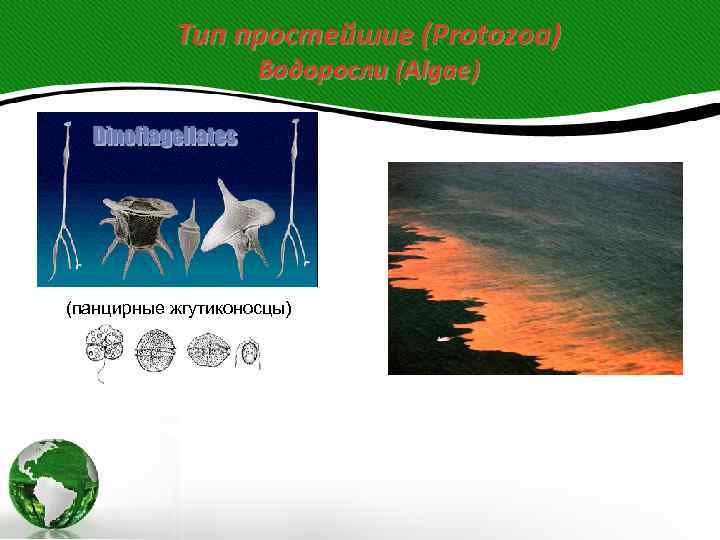   Тип простейшие (Protozoa)     Водоросли (Algae) (панцирные жгутиконосцы) 