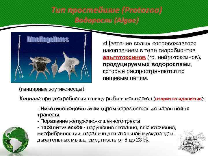   Тип простейшие (Protozoa)     Водоросли (Algae)   