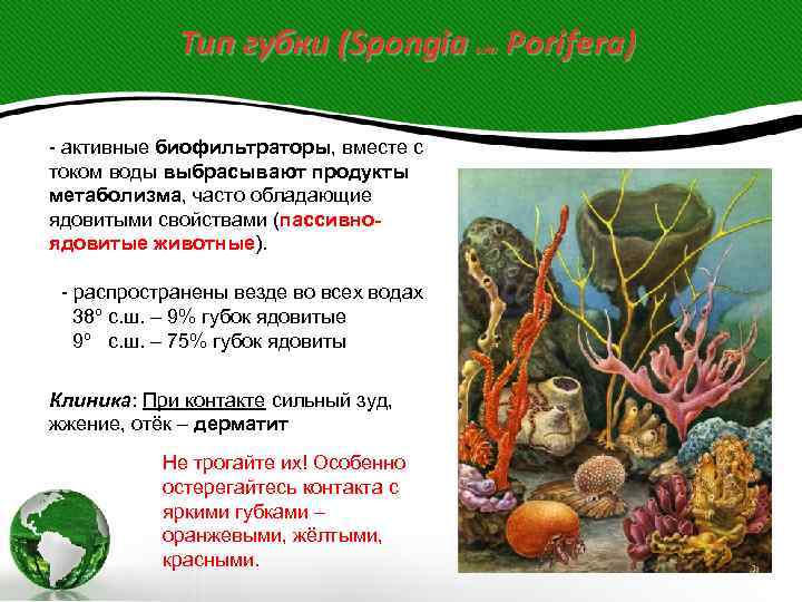   Тип губки (Spongia   или  Porifera) - активные биофильтраторы, вместе
