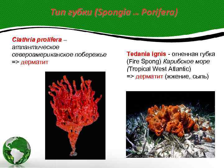   Тип губки (Spongia  или  Porifera) Clathria prolifera – атлантическое североамериканское