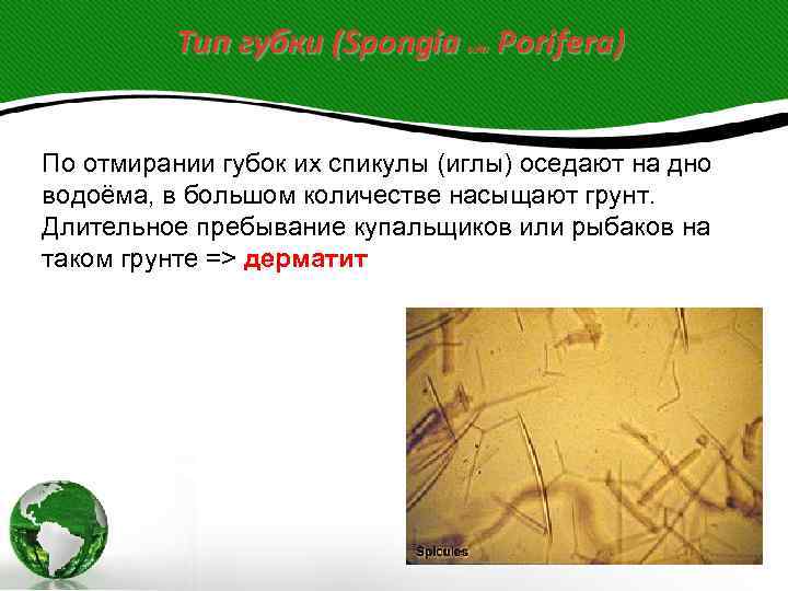    Тип губки (Spongia  или  Porifera)  По отмирании губок